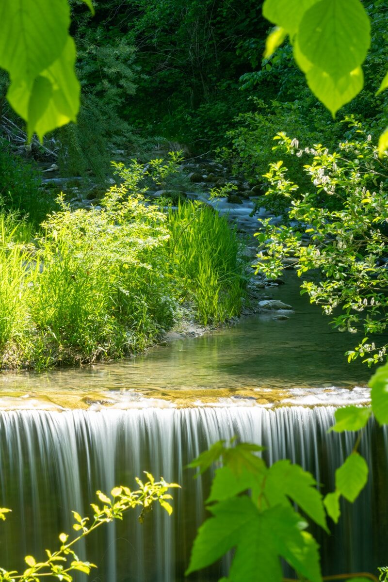 Photo by Peter Wormstetter green trees beside river during daytime