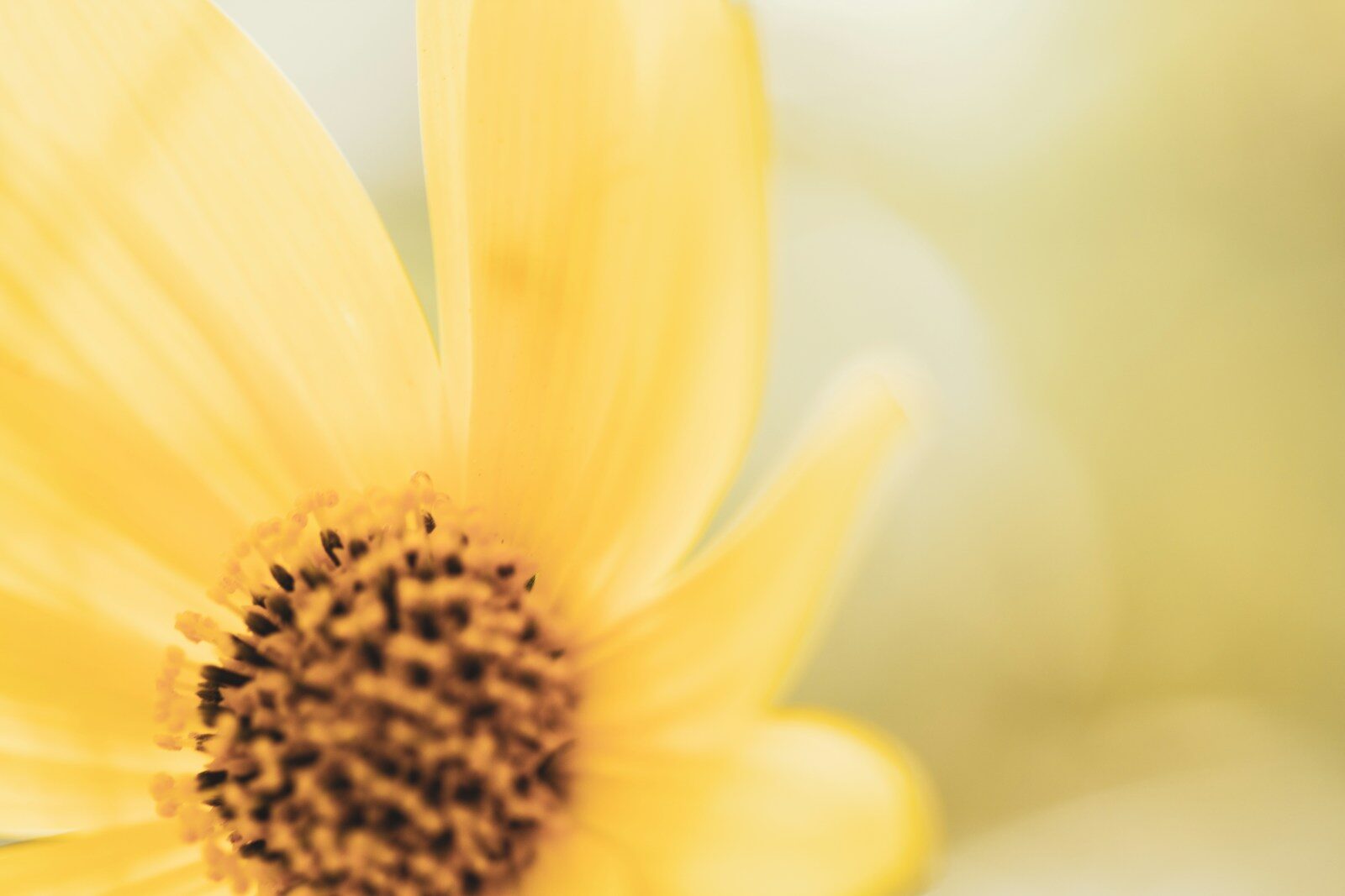 Photo by Christina Rumpf yellow flower in macro lens